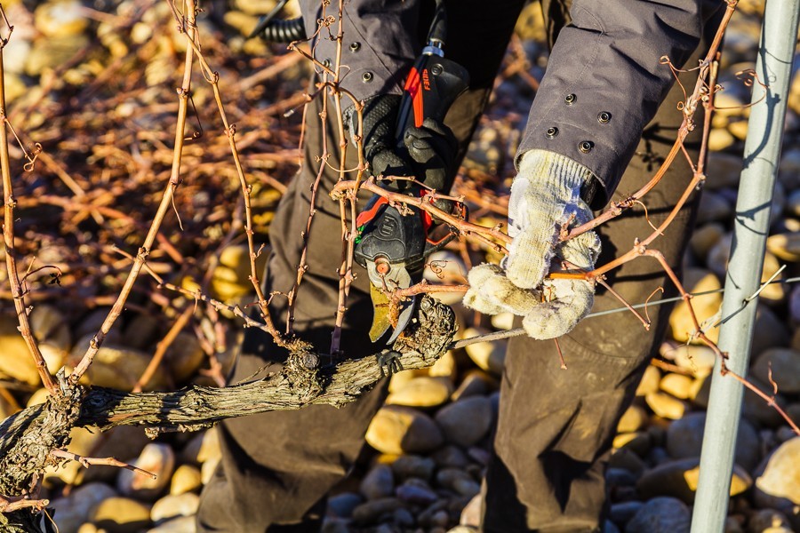 Vine management