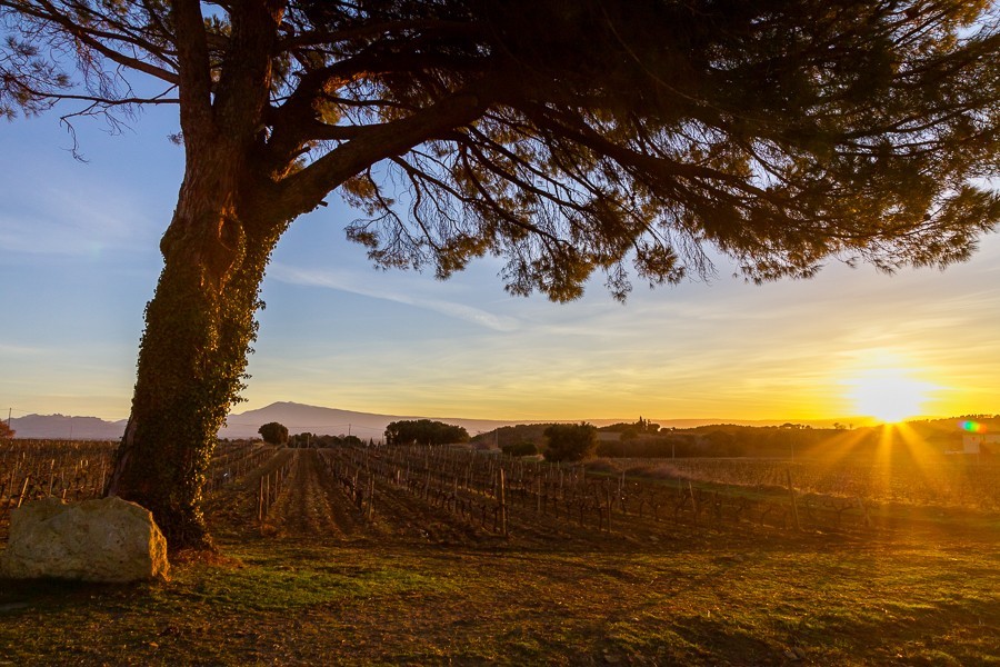 Opening of the Cellar doors