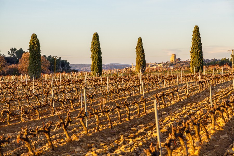 Opening of the Cellar doors