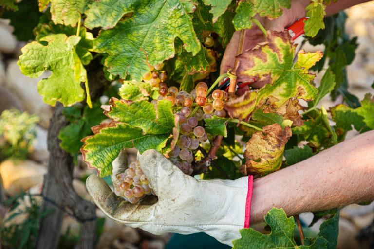 The harvest season