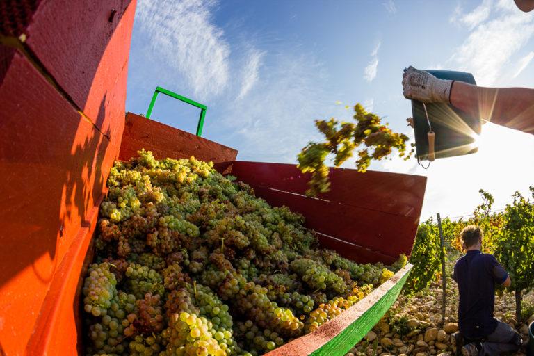 The harvest season