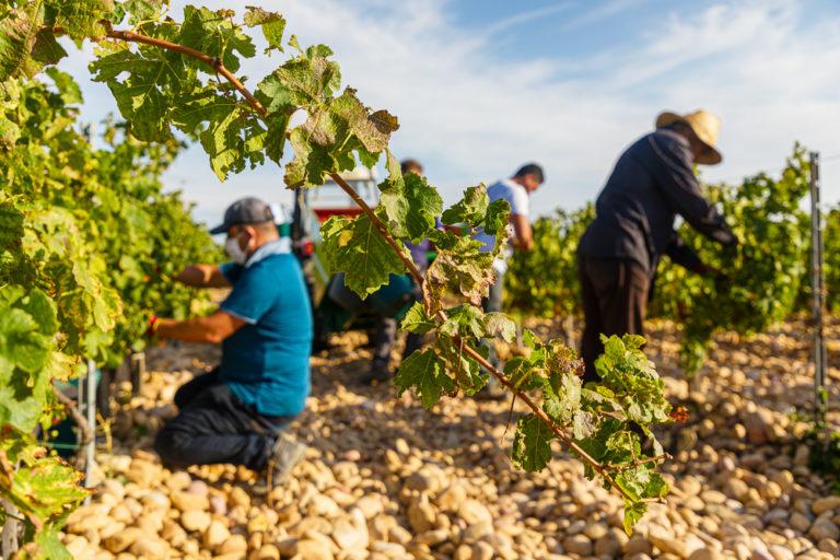 The harvest season