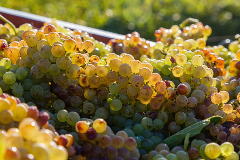 The harvest season