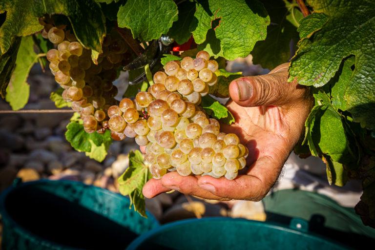 The harvest season